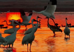 快截屏！万鸟齐飞的鄱阳湖美到极致